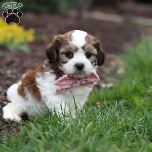 Darla, Cavachon Puppy